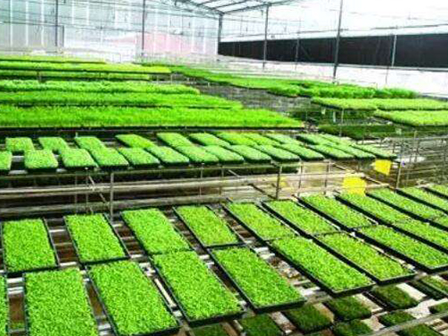 水稻育秧設(shè)備有幾種用法？